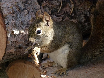 Squirrel, Sciuridaeanimal thumbnail