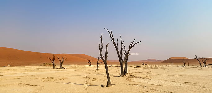 bareless tree on desert under calm sky thumbnail