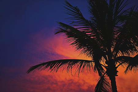 silhouette of palm tree thumbnail