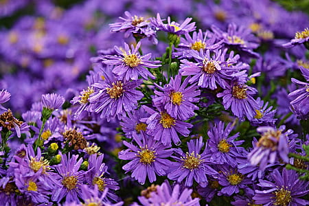selective focus photo of purple aster flowers thumbnail