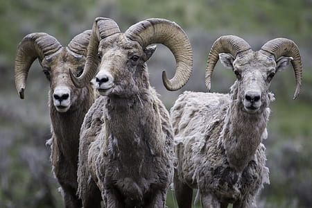 selective focus photography of three gray rams thumbnail