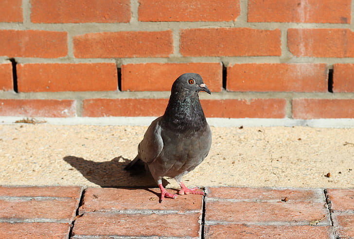rock pigeon