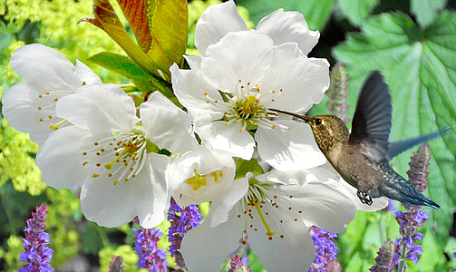 white flowers and black bird thumbnail