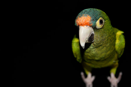 close up photography of green bird thumbnail