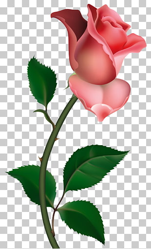 Rose Bud , Rose , pink rose PNG clipart