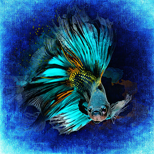 blue-and-black koi fish illustration thumbnail