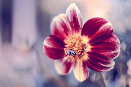 honeybee on red petaled flowers during daytime thumbnail