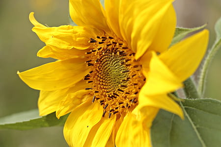 sunflower in macro shot photography thumbnail