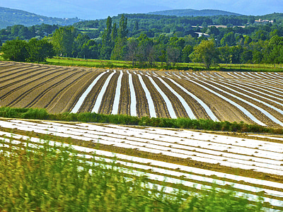 green grass field thumbnail