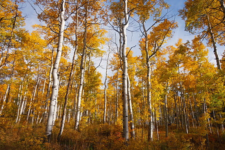 maple trees low angle photography at daytime thumbnail