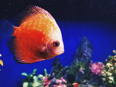 red and yellow fish swimming in the water thumbnail