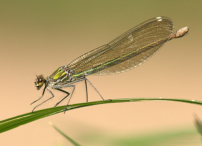 selective focus photograph of green dragonfly thumbnail