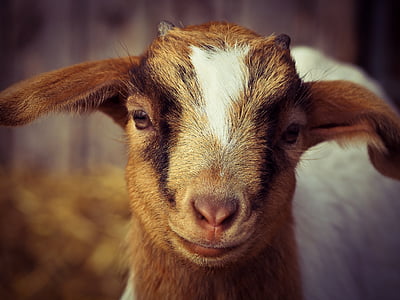 wildlife photography of brown kid goat thumbnail