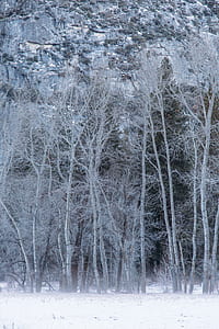 white bare trees near mountain thumbnail