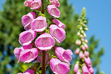 selective focus photography of pink petaled flower thumbnail