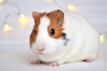 brown and white guinea pig closeup photography thumbnail