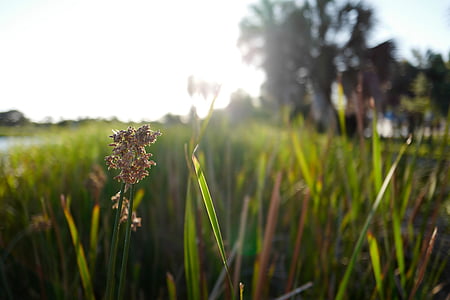 close up photo of green plants during daytime thumbnail