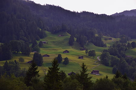 tall trees near hills thumbnail