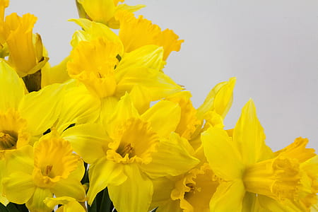yellow flowers thumbnail