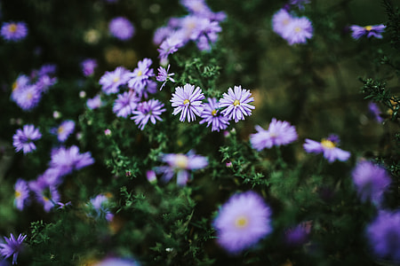 Purple flowers close-ups thumbnail