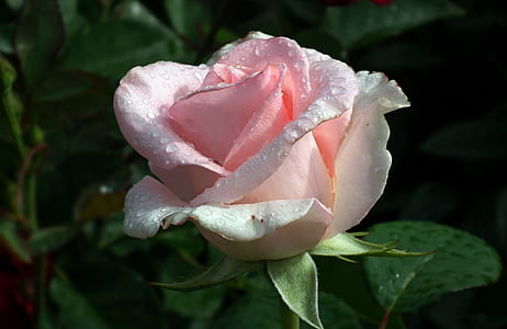 macro shot photography of pink rose with water drops thumbnail