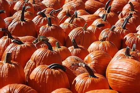 pumpkin lo thumbnail