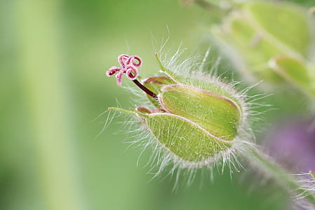 close up photography of flower bud thumbnail