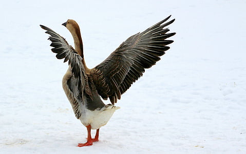 photo of brown and white goose thumbnail