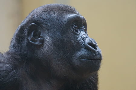 monkey thumbnail