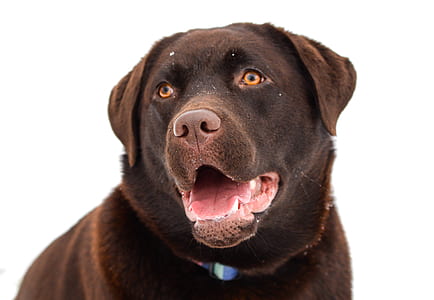 adult chocolate Labrador retriever wearing collar thumbnail