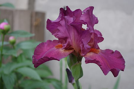 selective focus photo of purple tall bearded iris flower thumbnail