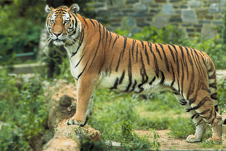 black and brown tiger thumbnail