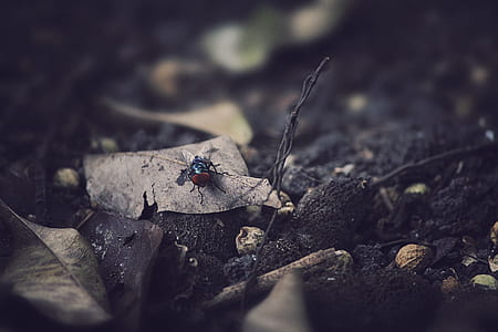 black and red bug on withered leaf at daytime thumbnail