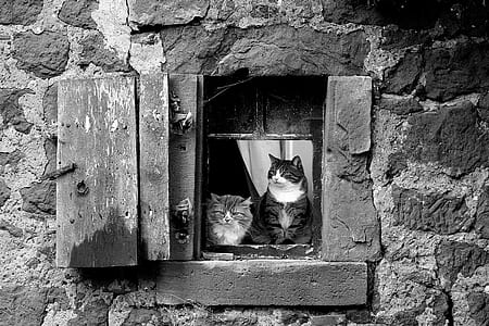two cats on window grayscale photos thumbnail