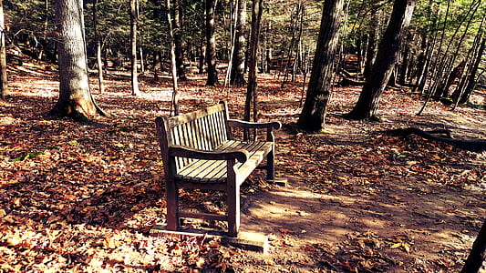 Brown Wooden Bench in the Middle of Forest thumbnail