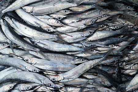 top view photo of school of fish thumbnail