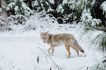 brown fox walking near green trees covered with snow during daytime thumbnail