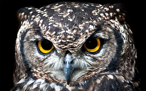 closeup photo of gray owl thumbnail