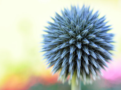 gray plant thumbnail