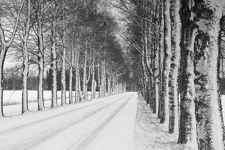 sketch of trees and pathway thumbnail