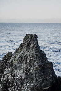 bird perch on rocky cliff next to body of water during daytime thumbnail