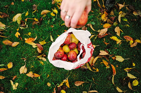 red and yellow fruits in plastic bag thumbnail