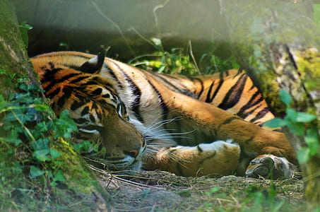 adult tiger lying on ground thumbnail