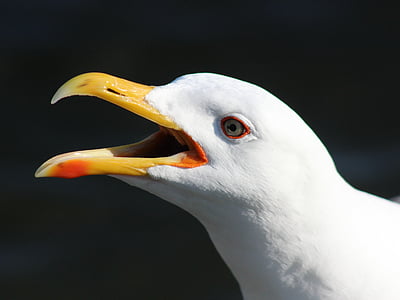 close-up photography of seagull thumbnail