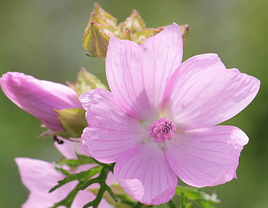 pink hollyhock flowers in bloom selective-focus photography thumbnail