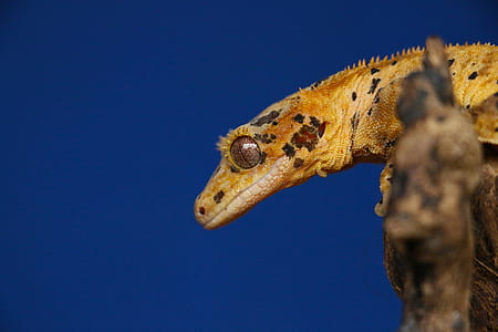 brown lizard in focus photography thumbnail