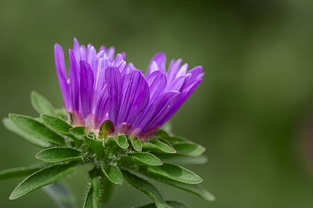 purple Chrysanthemum flower thumbnail