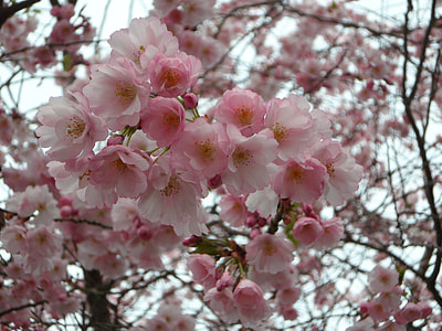 Ornamental Cherry, Cherry Blossom thumbnail