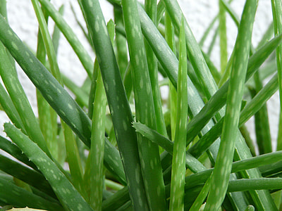 closeup photo of aloe vera plant thumbnail