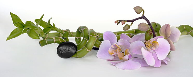 pink moth orchid thumbnail